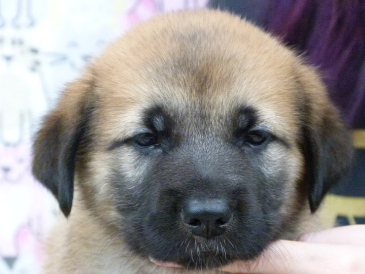 chinook puppy